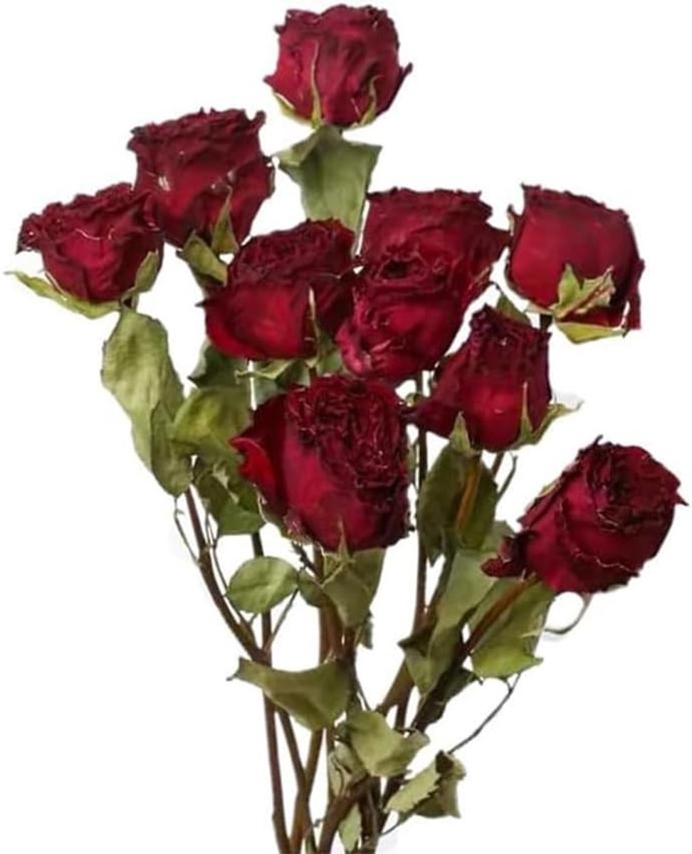 Natuurlijke droogbloemen boeket met 10 stuks rode gedroogde rozen voor bruiloft decoratie, DIY kransen en sfeervolle woondecoratie