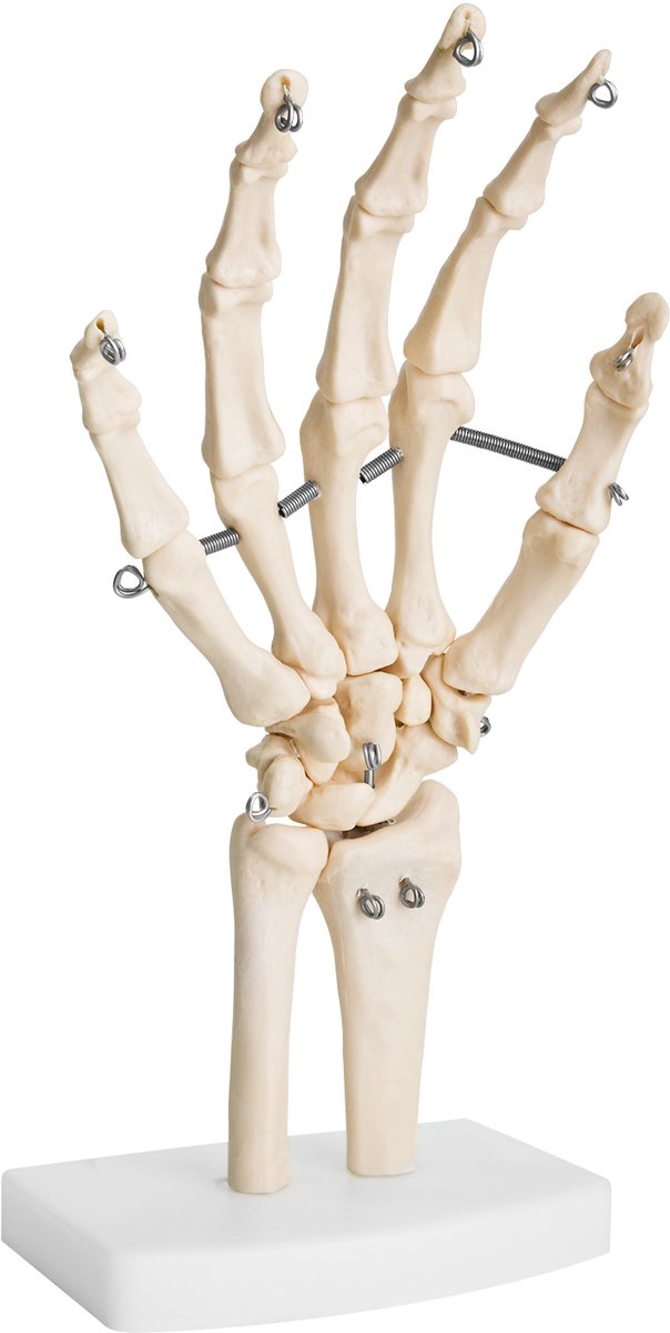 Anatomisch skeletmodel van de menselijke hand, levensgroot model, hand, vingers, botten, gewrichten, model van de menselijke hand met beweegbare gewrichten, MedMod