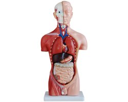 Anatomisch model van de menselijke romp, anatomisch model van het menselijk lichaam, anatomisch model van de mens, menselijke modellen, educatief model, 45 cm met organen, MedMod