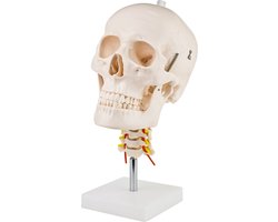 Anatomisch model van de schedel en halswervelkolom, levensgroot anatomisch model, schedelmodel, menselijk hoofd, schedel op standaard MedMod