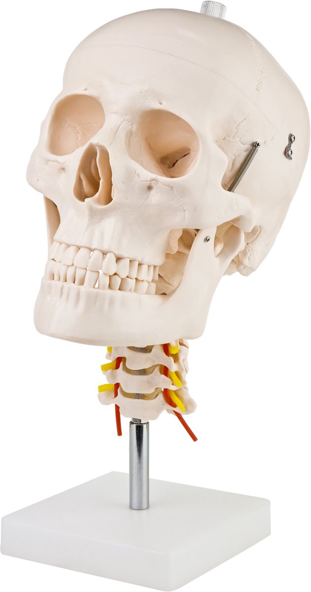 Anatomisch model van de schedel en halswervelkolom, levensgroot anatomisch model, schedelmodel, menselijk hoofd, schedel op standaard MedMod