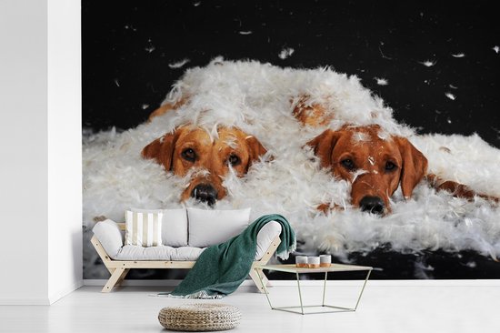 Papier peint photo peint photo vinyle - Labradors cachés entre les plumes largeur 390 cm x hauteur 260 cm - Tirage photo sur papier peint (disponible en 7 tailles)