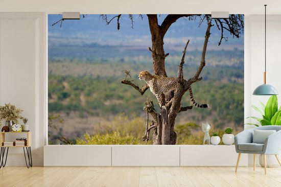 Papier peint photo vinyle - Guépard dans un arbre à la recherche d'une proie largeur 390 cm x hauteur 260 cm - Tirage photo sur papier peint (disponible en 7 tailles)