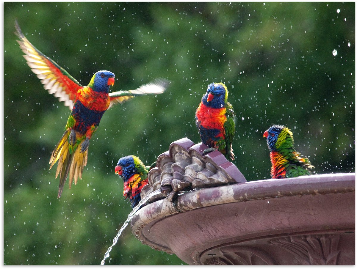 Poster 80x60 cm - Fontein - Vogel - Water - Posters - Kamer decoratie - Wanddecoratie woon