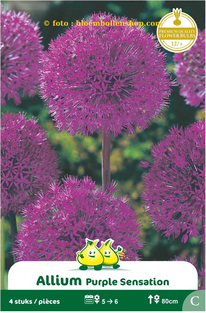 3 zakjes Allium Purple Sensation maat 12/+