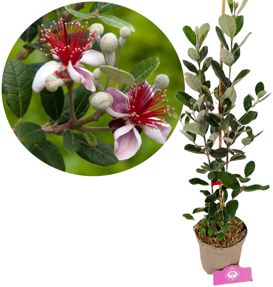 Acca sellowiana, Braziliaanse Ananasguave, Hoogte 50-70cm, 2 liter pot