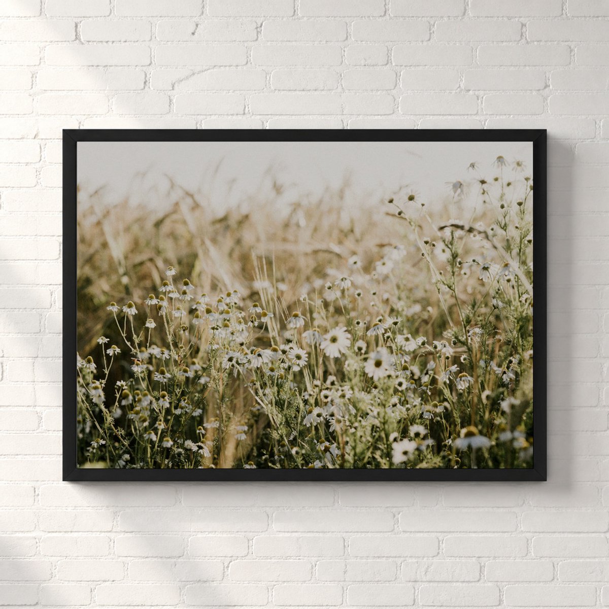 Veld met Witte Margrieten Poster - Wildflower Nature Collection - Natuur Posters - A1+ 91,5 x 61 cm