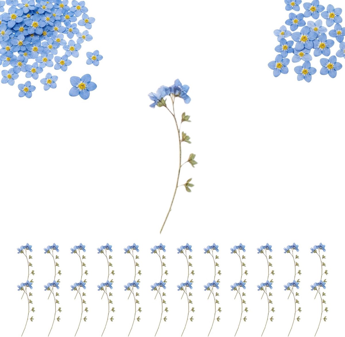 24 stuks gedroogde bloemen - echte vergeet-mij-nietjes - blauw met takken - ideaal voor knutselprojecten - ShopVlot