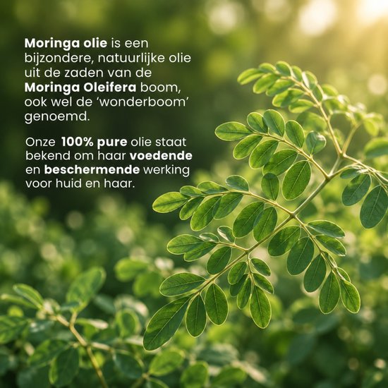 Moringa oleifera boombladeren in de zon. Moringa olie is puur en natuurlijk.
