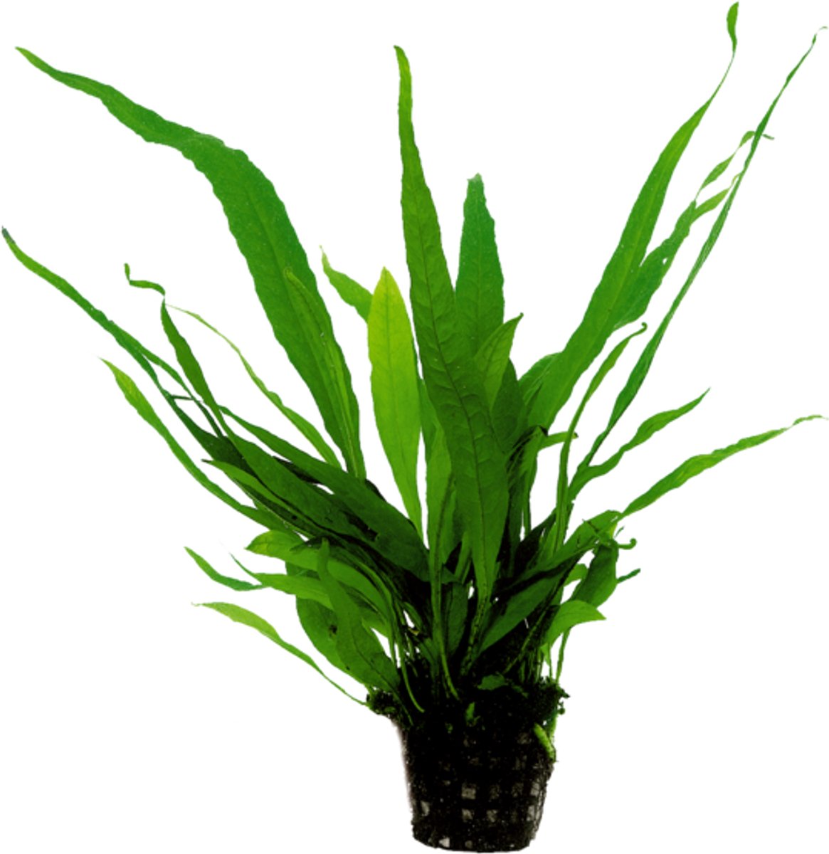 Waterplant microsorum pteropus 5cm pot