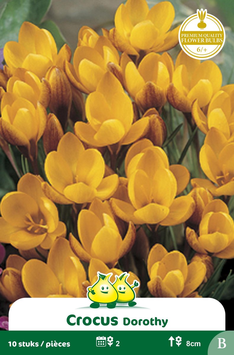 3 Zakjes Botanische Crocus Dorothy maat 6/+