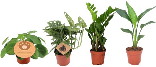 Trendyplants - 4 musthave kamerplanten mix - Pannenkoekplant - Monstera - Zamioculcas - Strelitzia - Hoogte 20-40 cm - Potmaat Ø12cm