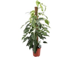 Trendyplants special - Epipremnum Pinnatum Albo Variegata - Kamerplant - Hoogte 115-135 cm - Potmaat Ø24cm