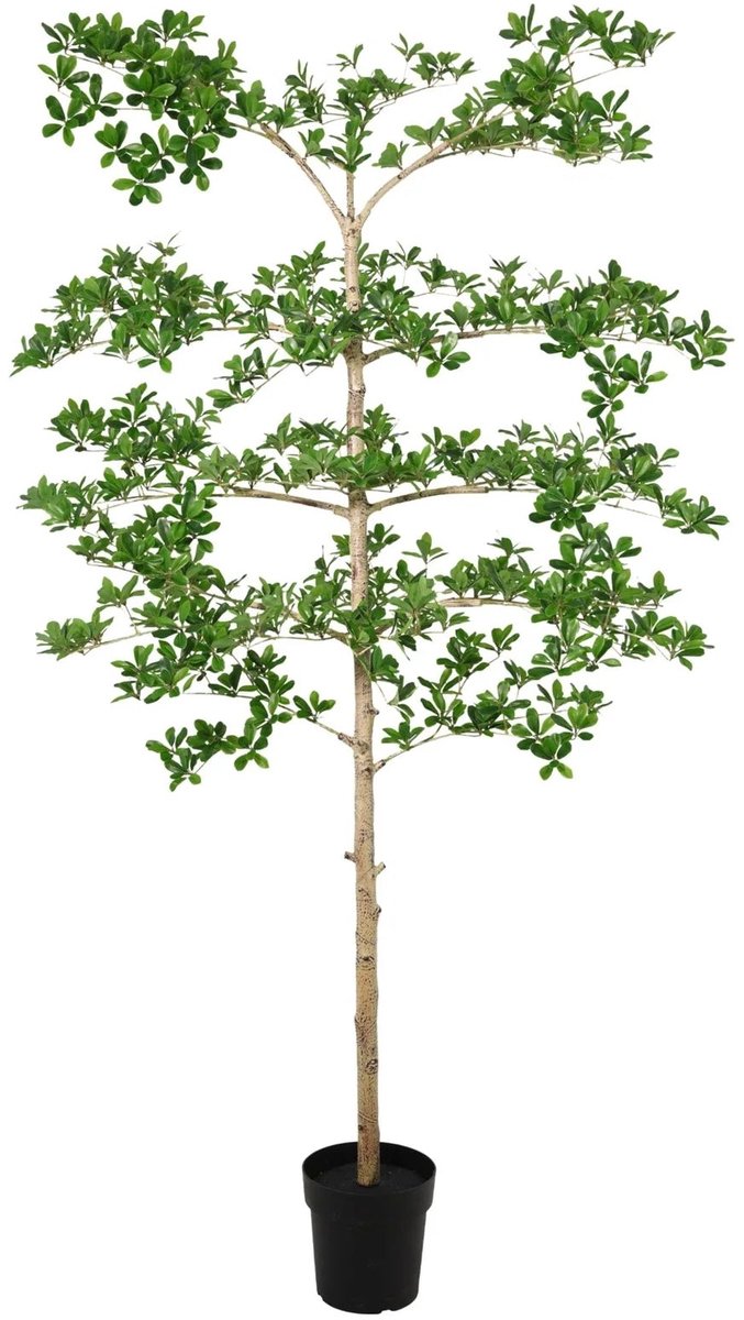Trendyplants Kunst Bucida – Bucida boom – Kunstplant – Hoogte 200 cm – Potmaat Ø21cm Groen