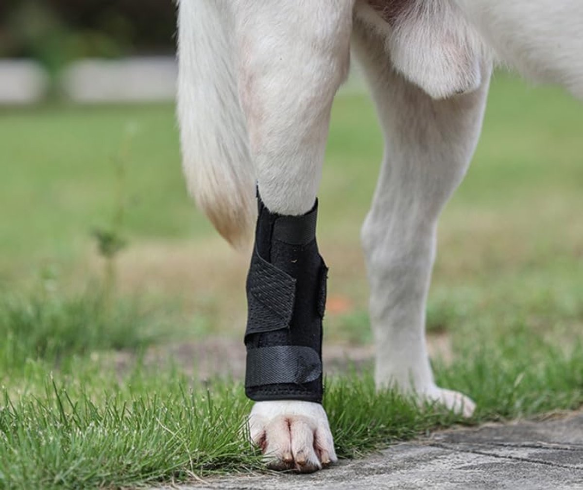 Enkelbandage voor honden, lekbescherming voor achterpoten en