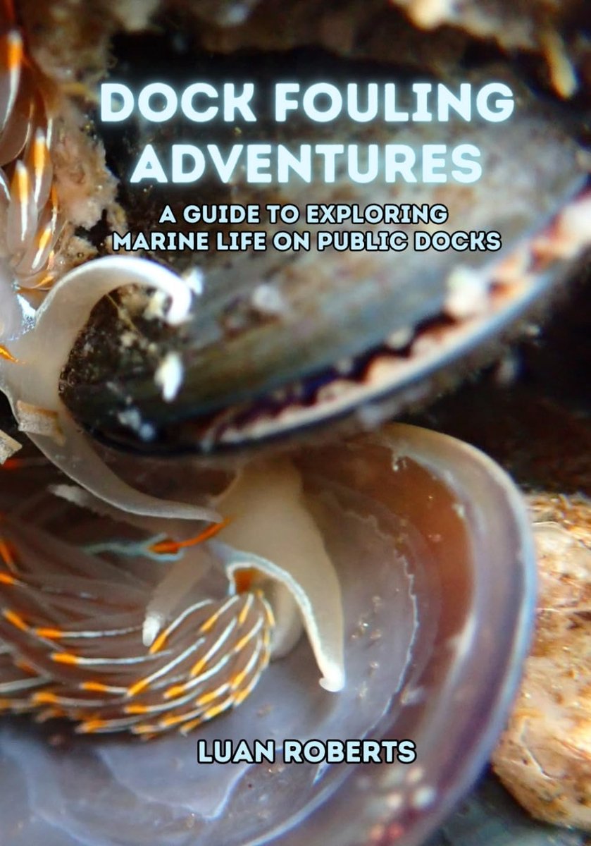Fouling Adventures: A Guide to Exploring Marine Life on Public Docks