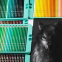 Zwarte schets van een wolf naast trays vol met diverse groene en aardetinten kleurpotloden.