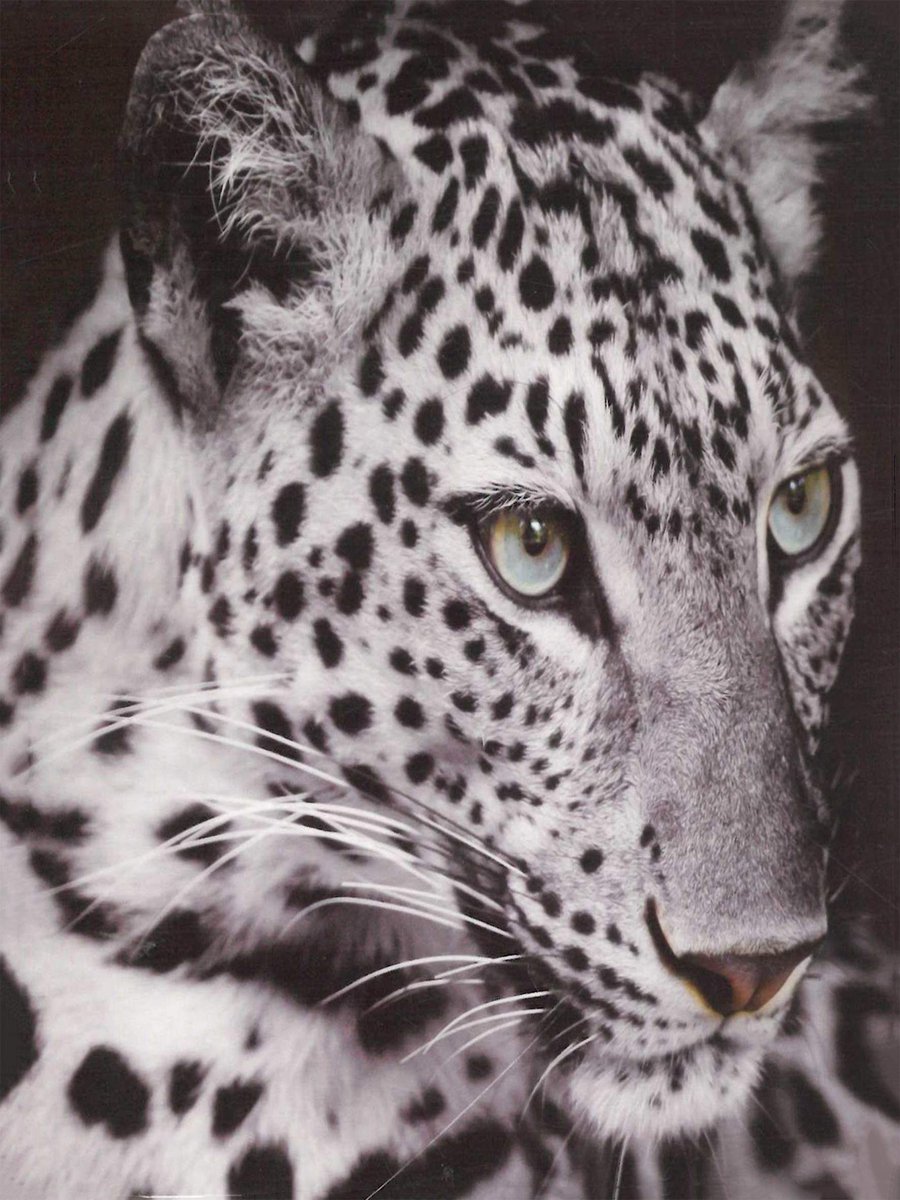 Omgoods - Animal Motif Blanket 150 x 200 cm - Snow Leopard