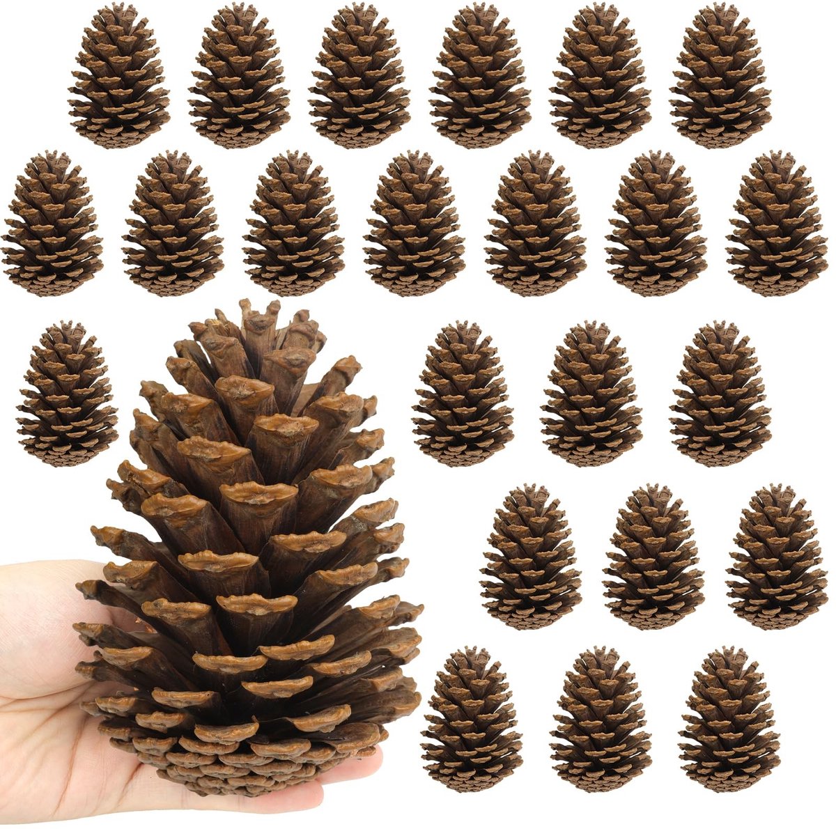 Omgoods - 24 Stuks Grote Dennenappels - Natuurlijke Decoratie voor Kerst
