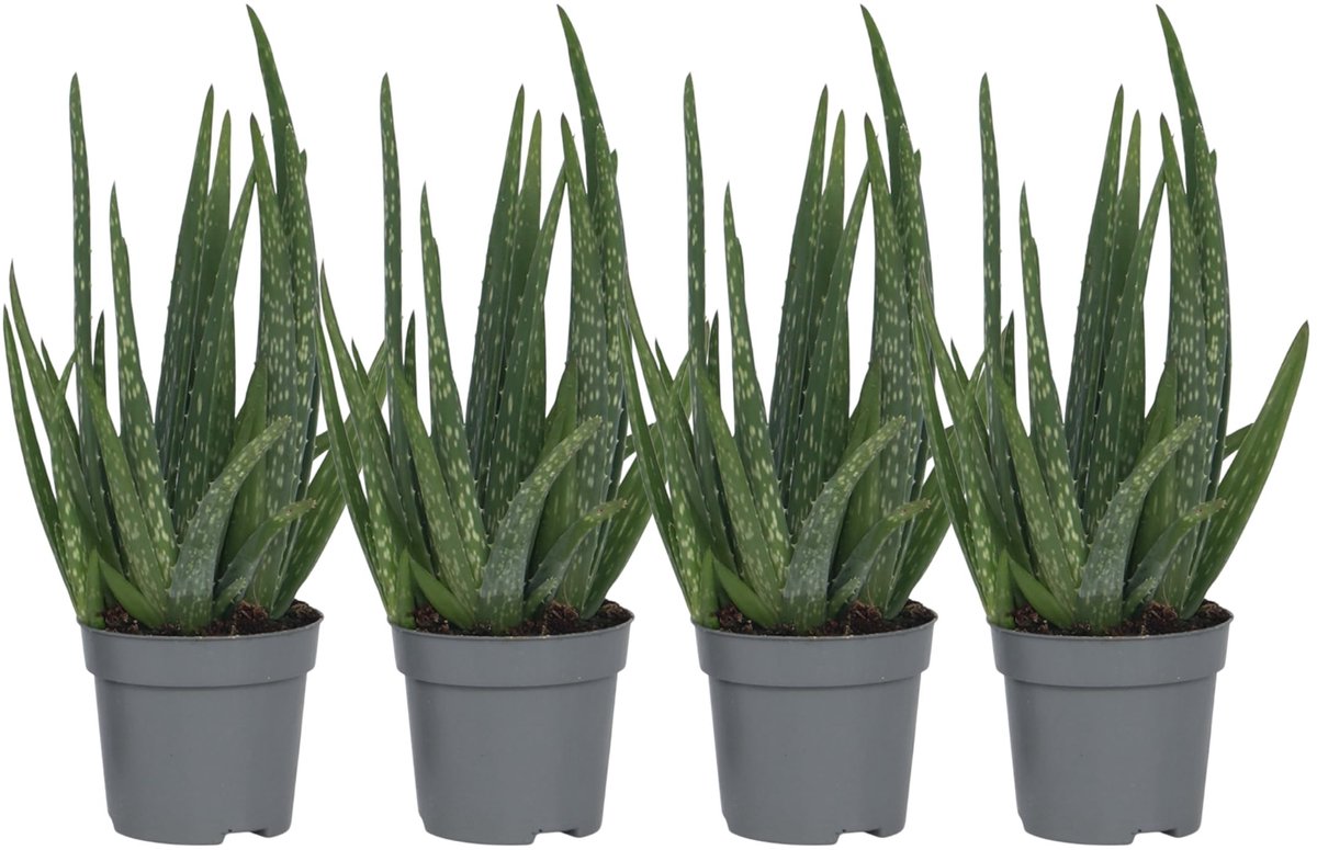 Omgoods - Set van 4 Aloe Vera - Binnenplanten - Succulenten - Pot 10,5 cm