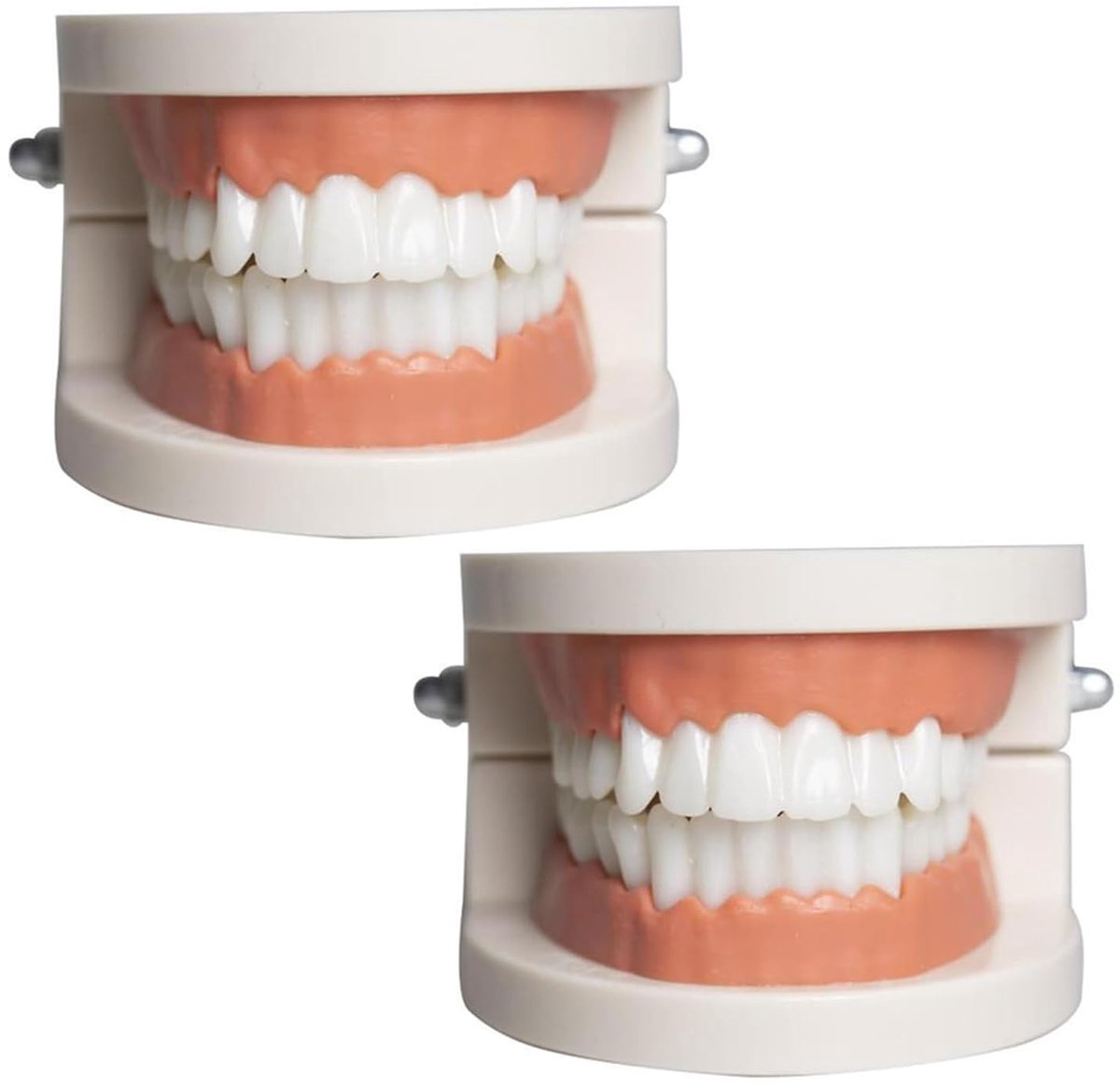 2 Stuks Tanden Dental Demonstratie Model Gebitmodel,Model Tandmodel Anatomisch Tanden Model voor Tandheelkundige Onderwijs of Mondverzorging