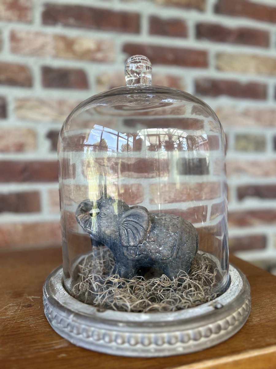 Creaties van hier – met houten hartje - Glazen stolp met Stenen Olifantje en Tillandsia - 26x23cm