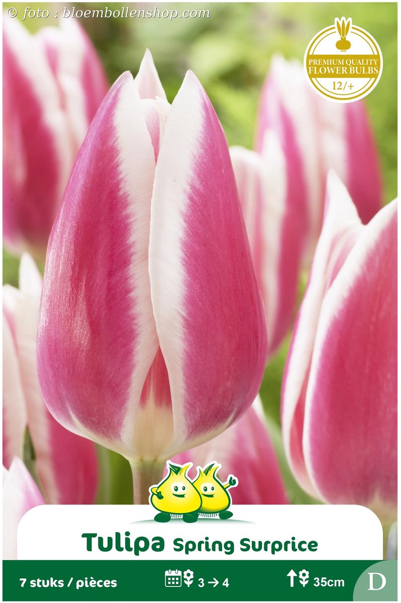 2 Zakjes Vroege Tulpen Spring Surprise maat 12/+