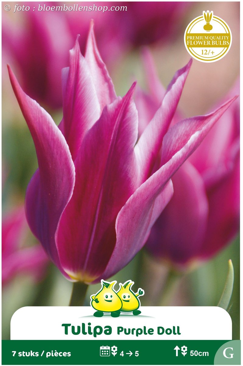 25 Bollen Viridiflora Tulpen Purple Doll maat 12/+