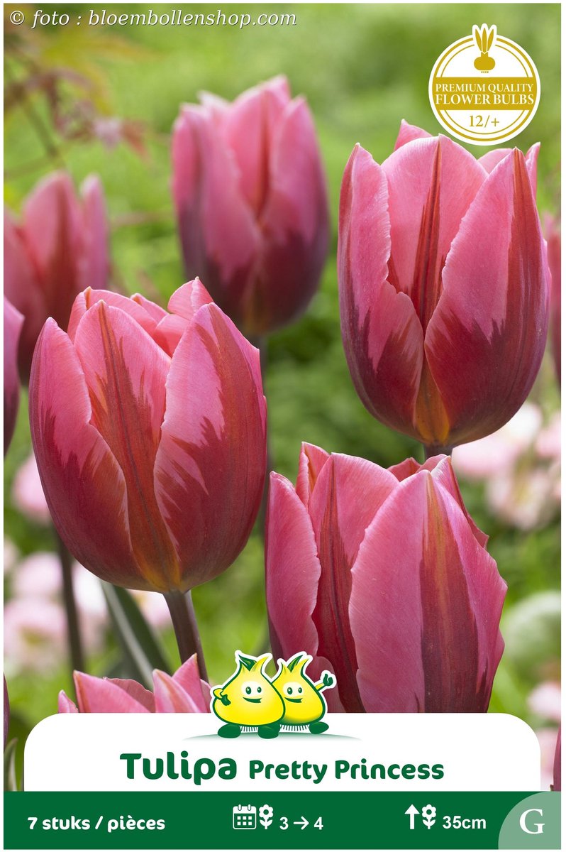 2 Zakjes Vroege Tulpen Pretty Princess maat 12/+