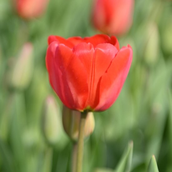 Rode tulp in bloei met zachte rode bloemblaadjes en een groene steel. Achtergrond van wazige groene tulpen.