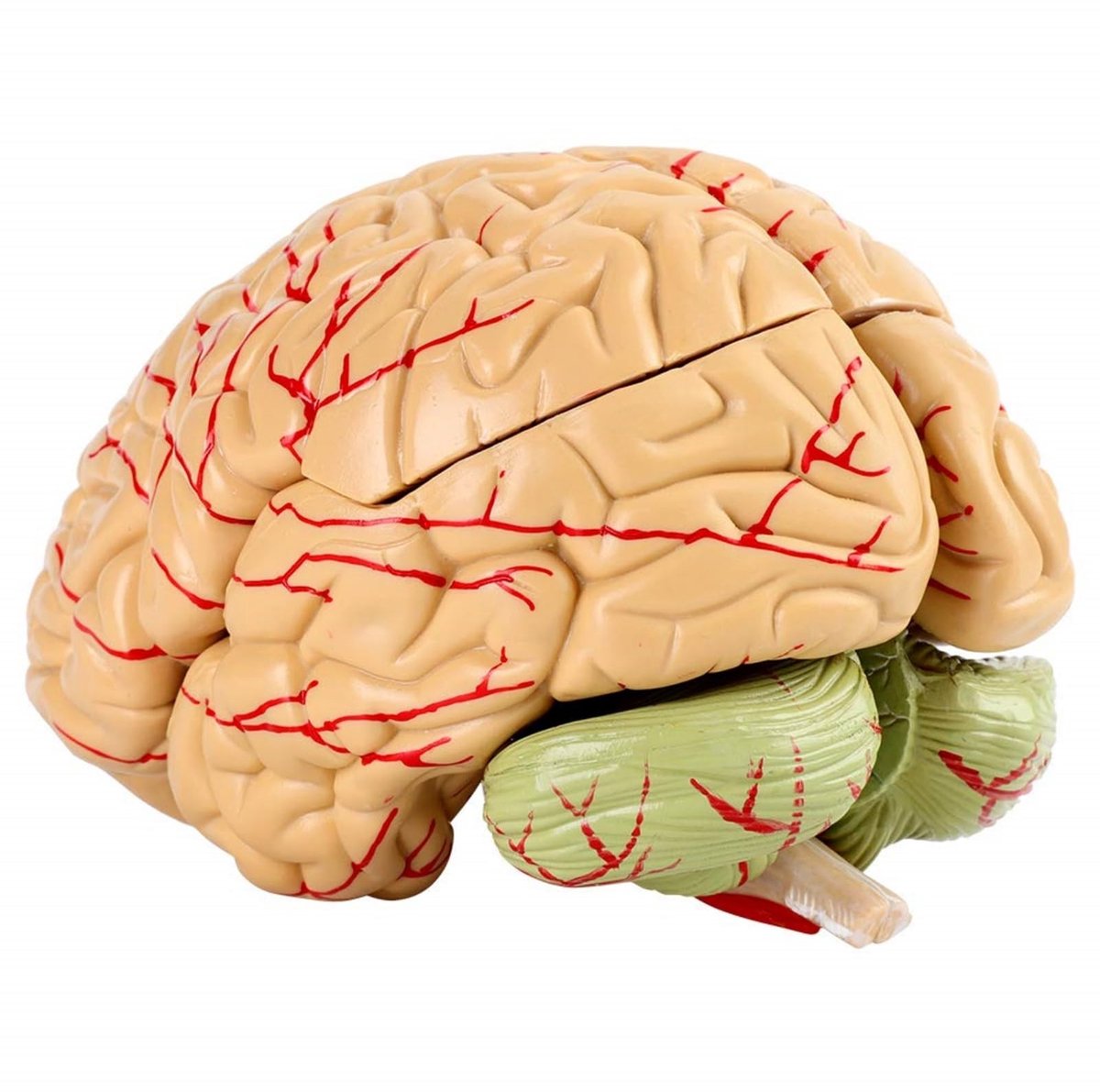 Dailygoods- Hersenenmodel Levensgroot - Anatomie Model - 8 Onderdelen - PVC Materiaal - Onderwijs/Studie - Gewicht Ca. 1281g - Anatomisch Model