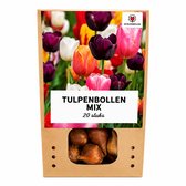 Een bruine papieren verpakking met een afbeelding van kleurrijke tulpen en met 20 tulpenbollen.