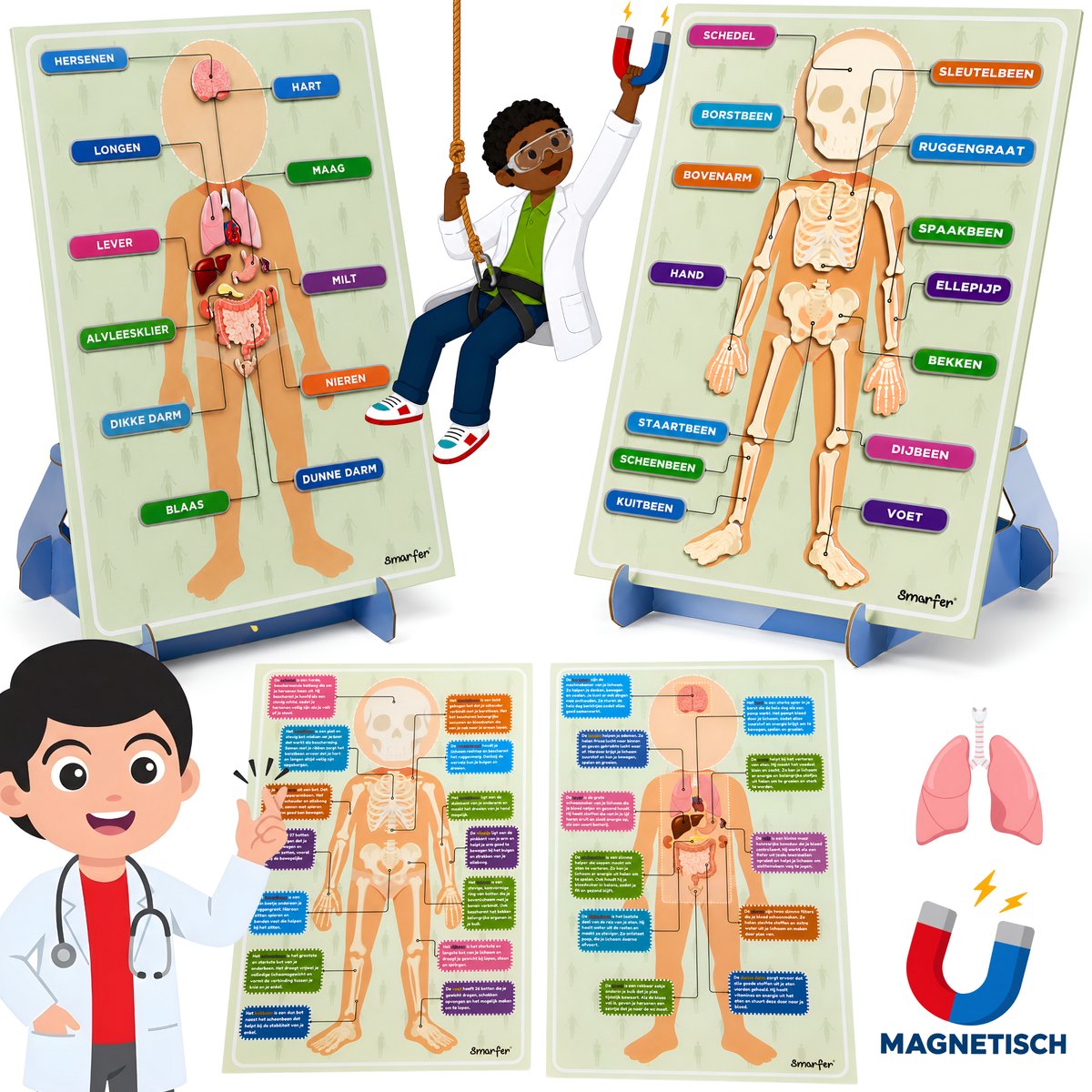 Smarfer - Ontdek het Menselijk lichaam - Magnetische pictogrammen van skelet en organen - Montessori speelgoed - Sensorisch - Magnetisch - Educatief anatomie model van de mens - Organen Planbord - Kinderen