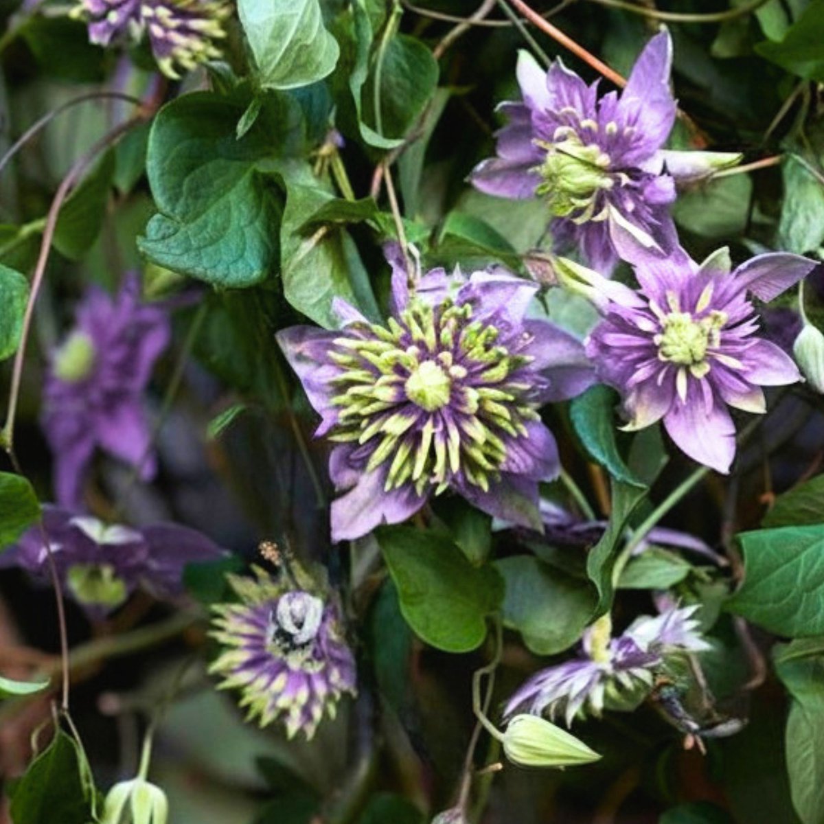 Clematis florida Taiga – Bosrank - bloeit in Juni / Juli / Augustus