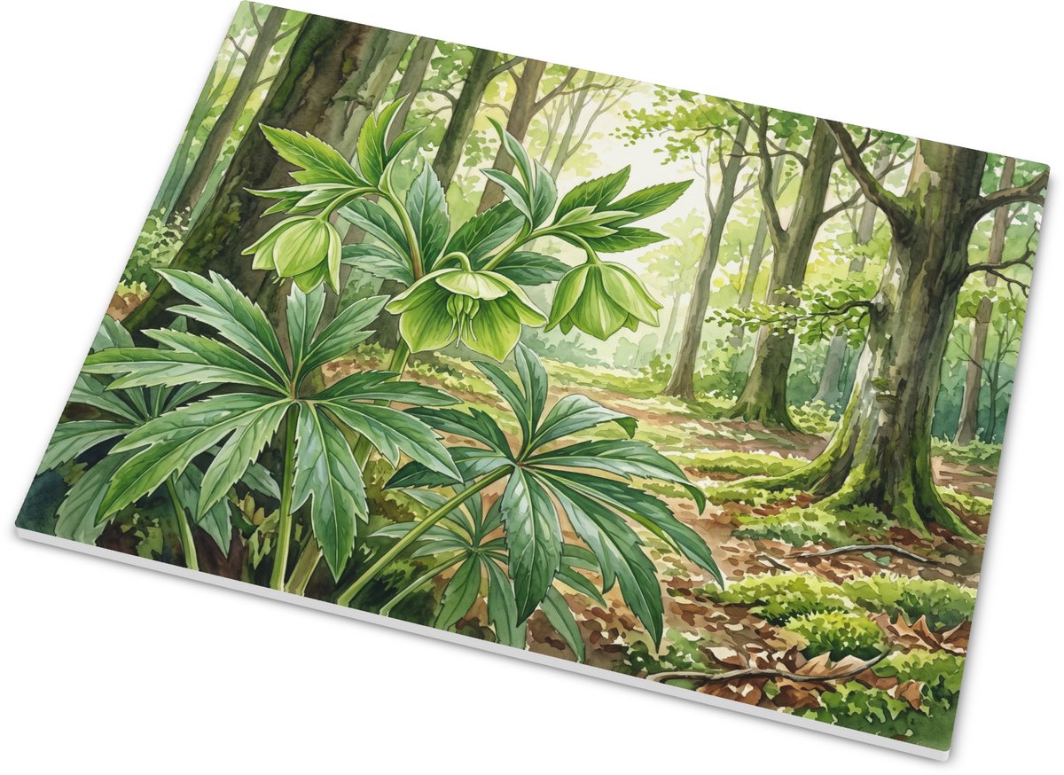 Liggend tegeltje met wrangwortel Helleborus viridis in boslandschap - Groene botanische aq