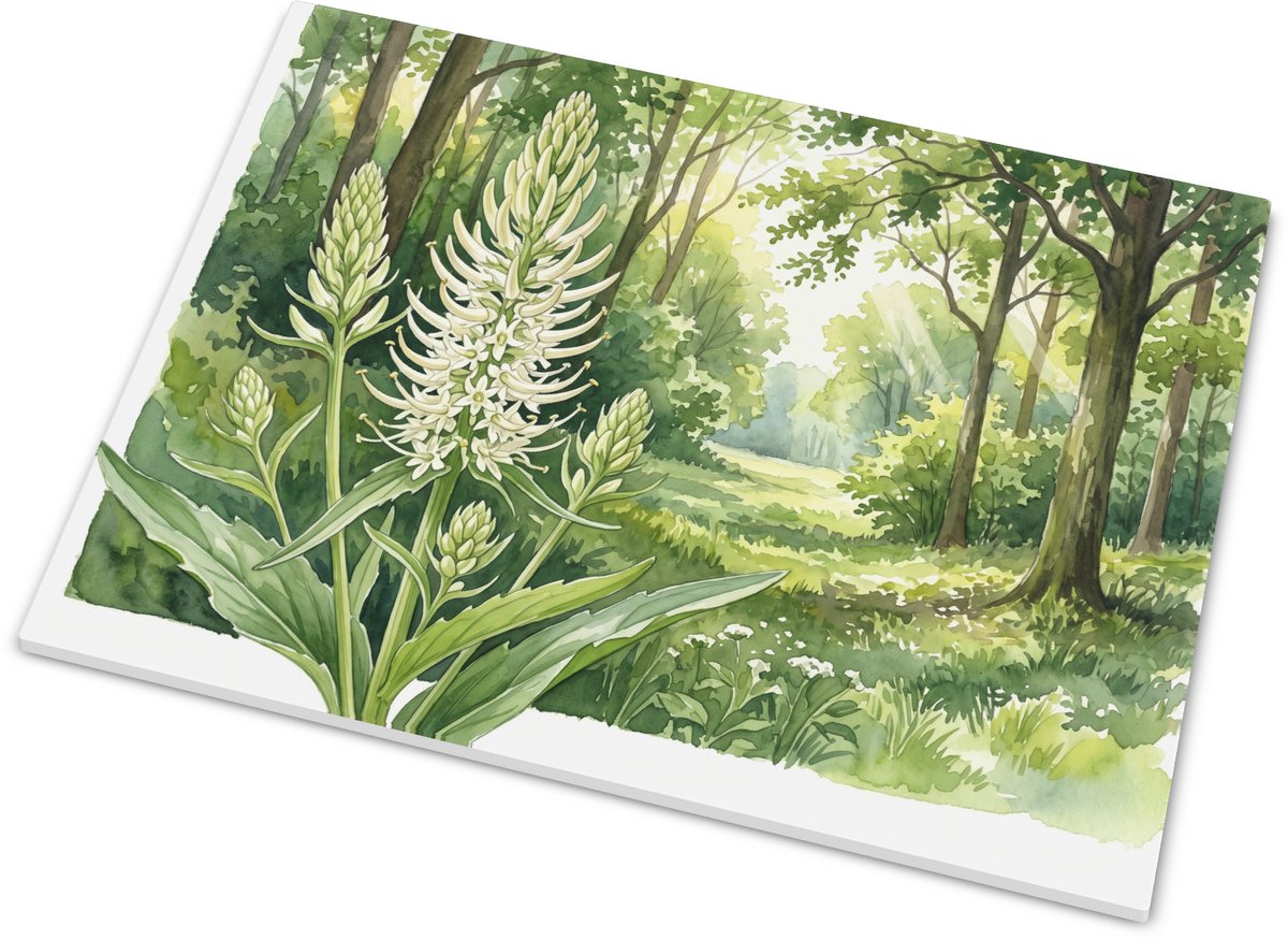Tegeltje met Witte Rapunzel Phyteuma spicatum in Zonnig Bos - Aquarel Natuur Kunst - Decor