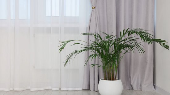 Kamerplant in een witte pot bij een raam met grijze gordijnen en witte vitrage.