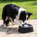 Een zwart-witte hond, een Border Collie, likt aan een zwarte voerbak met witte bal op een terras.