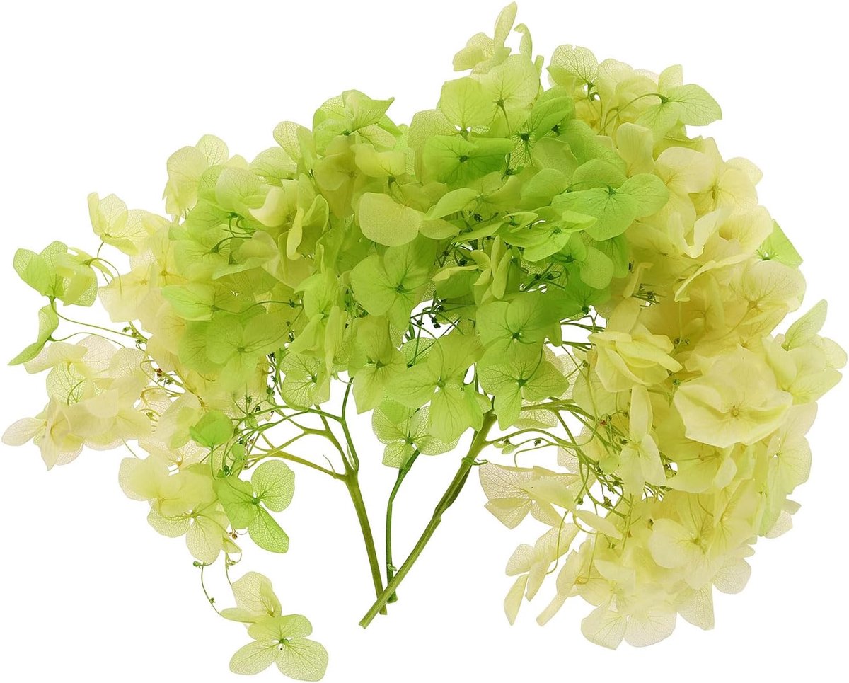 Gedroogde hortensia bloem, 10g natuurlijke geperste bloemen echte hortensia's bloemblaadjes voor doe-het-zelf hars ambachten kaart bloemen cadeau kaars maken decor, gradiënt groen geel