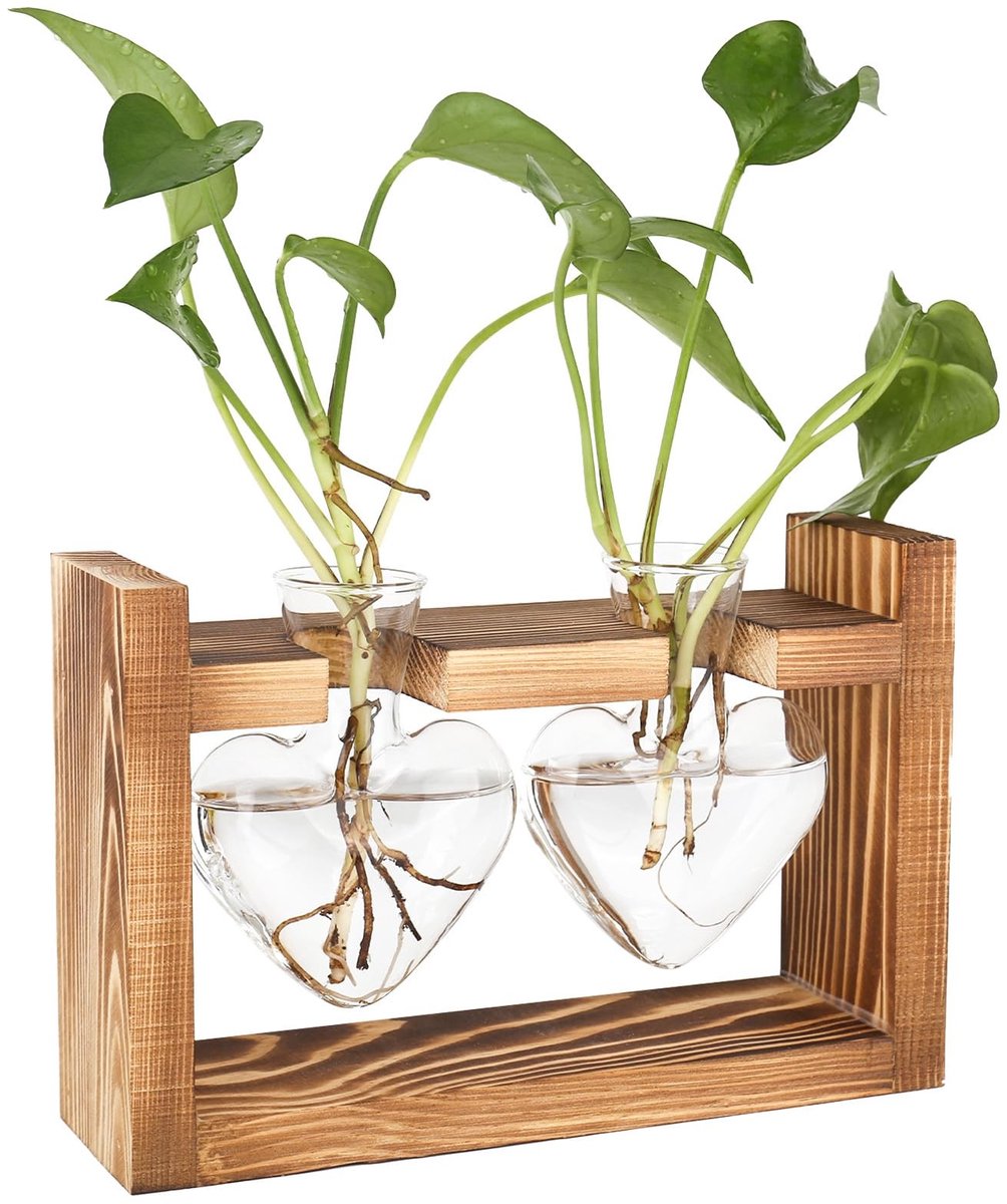 SolidKeus - Glazen Planten Kweekstation met Houten Frame