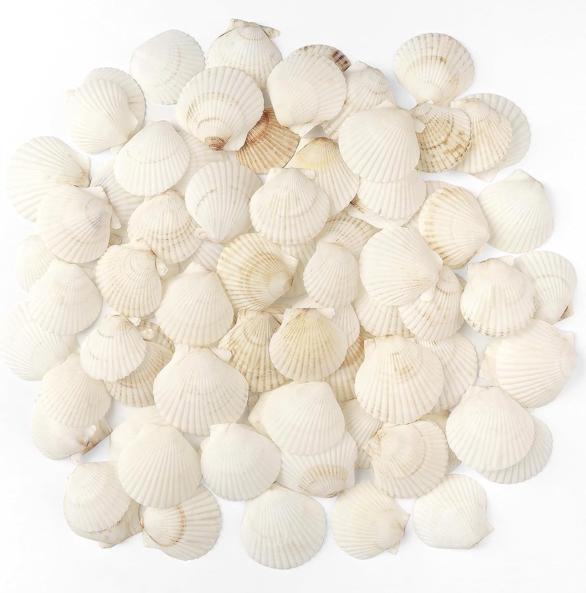48 STKS Sint-jakobsschelpen Natuurlijke Zeeschelpen, 3cm-5cm Witte Sint-jakobsschelpen Kleine Zeeschelpen voor Knutselen Huwelijksdecoratie Strand Thema Feest, Vaasvuller