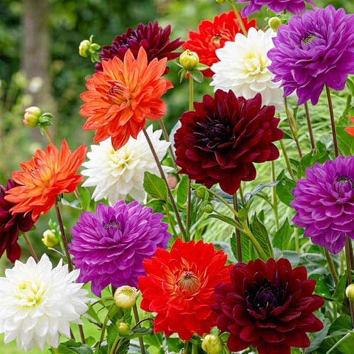 Royal collectie, geschenkverpakking met 5 dahliabollensoorten mix uit Nederland, exclusieve dahliaknollenmix voor tuin en potten (geen zaden, niet kunstmatig)