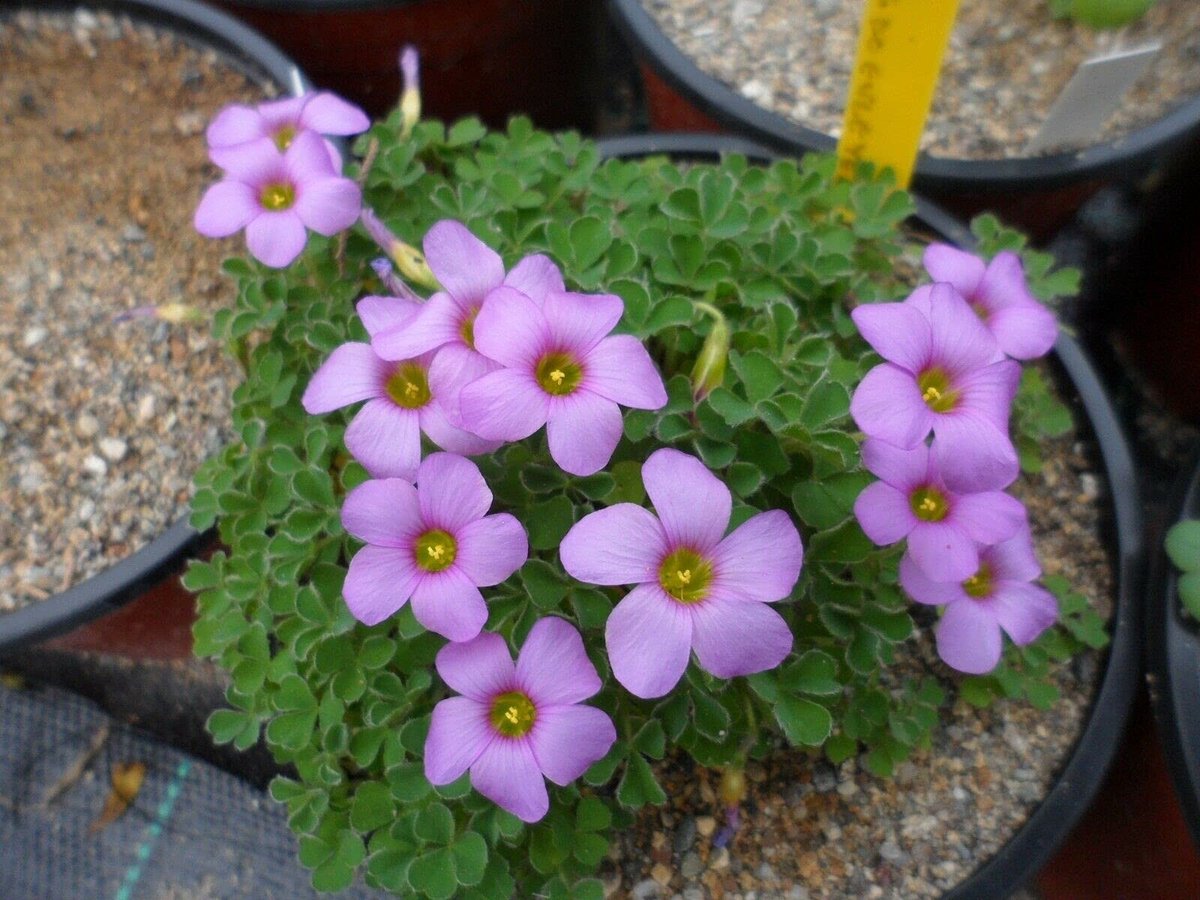Elzusha - 3 Lampadine voor Oxalis Bloei