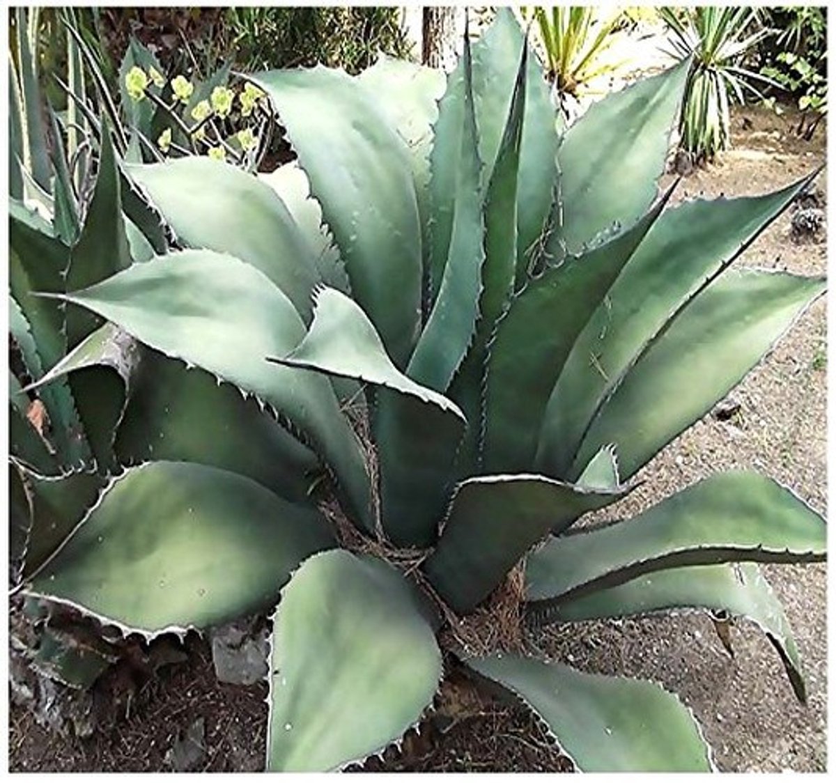 Elzusha - 20 Half Agave Salmiana Planten voor een Groene Oase
