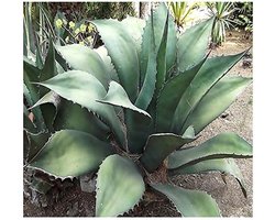Elzusha - 20 Half Agave Salmiana Planten voor een Groene Oase