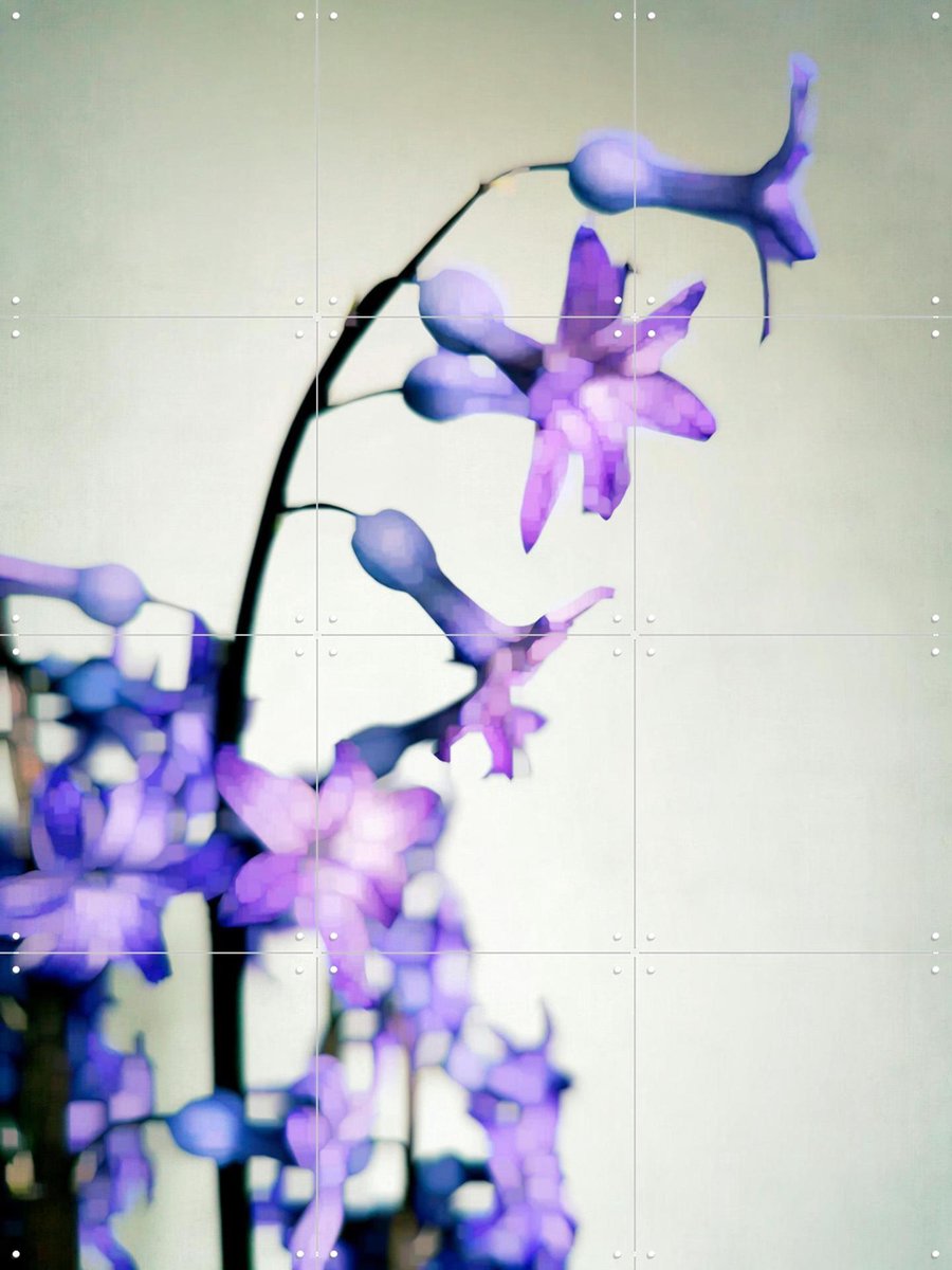 IXXI Hyacinth, Angelo Cerantola - 60 x 80 cm - Gratis ophangtool - Grote wanddecoratie en posters - Fotografie, Slaapkamer, Woonkamer, Bloemen