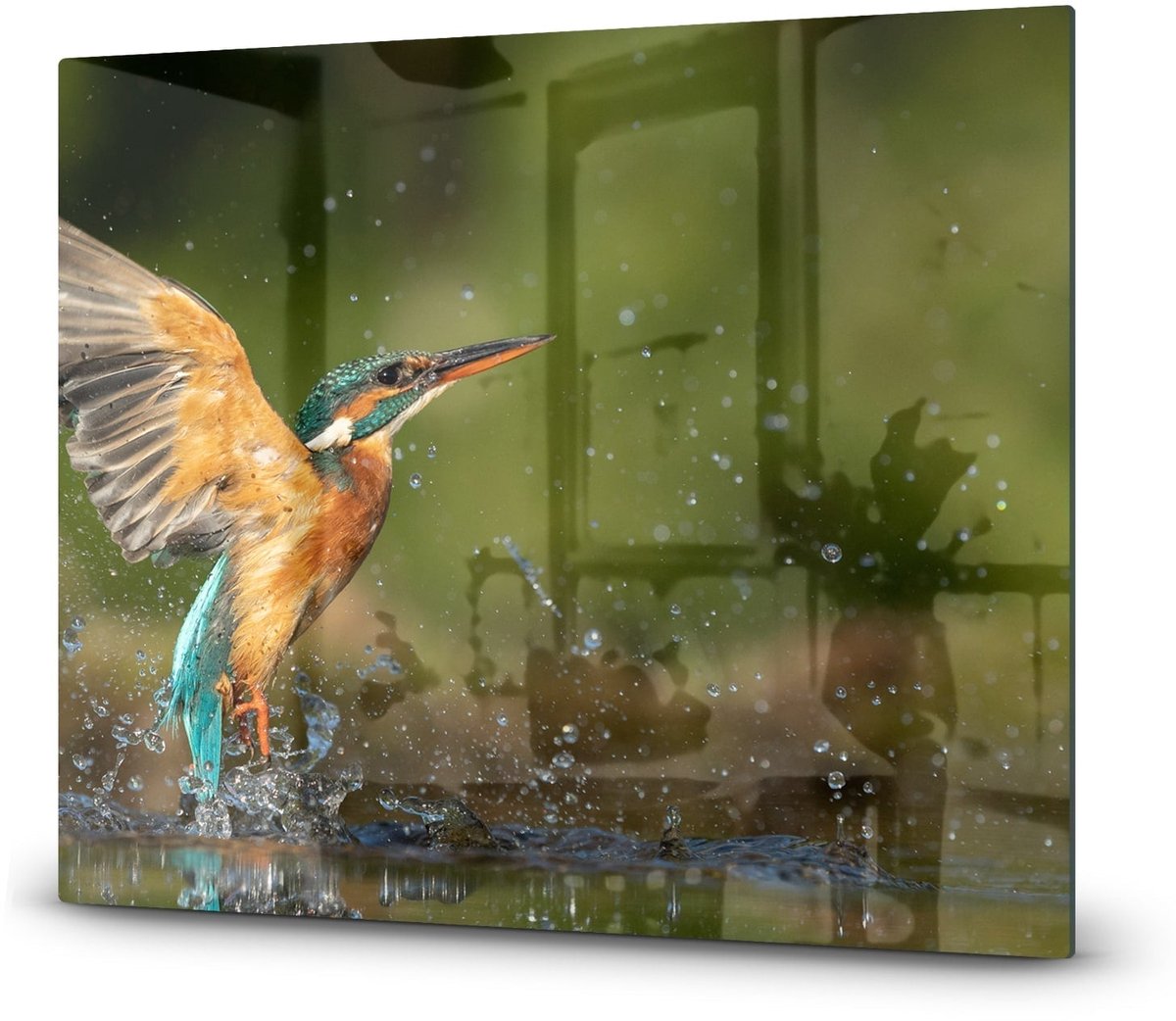 Mydesignglas Glazen Inductie Beschermer - Krasvrij Gehard Glas met Antislip - Afdekplaat voor Kookplaat - Spatscherm Achterwand Keuken - Ijsvogel - 60x52