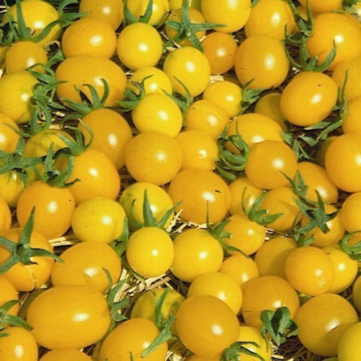 Protecta groentezaden: Tomaat Gele Kers Amarilla voor 35 planten