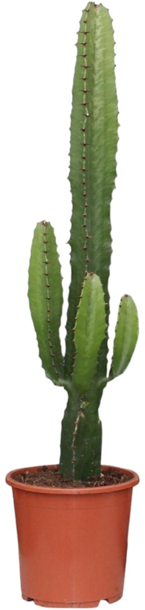 Trendyplants - Euphorbia Acrurensis - Cactus - Hoogte 40-60 cm - Potmaat Ø17cm