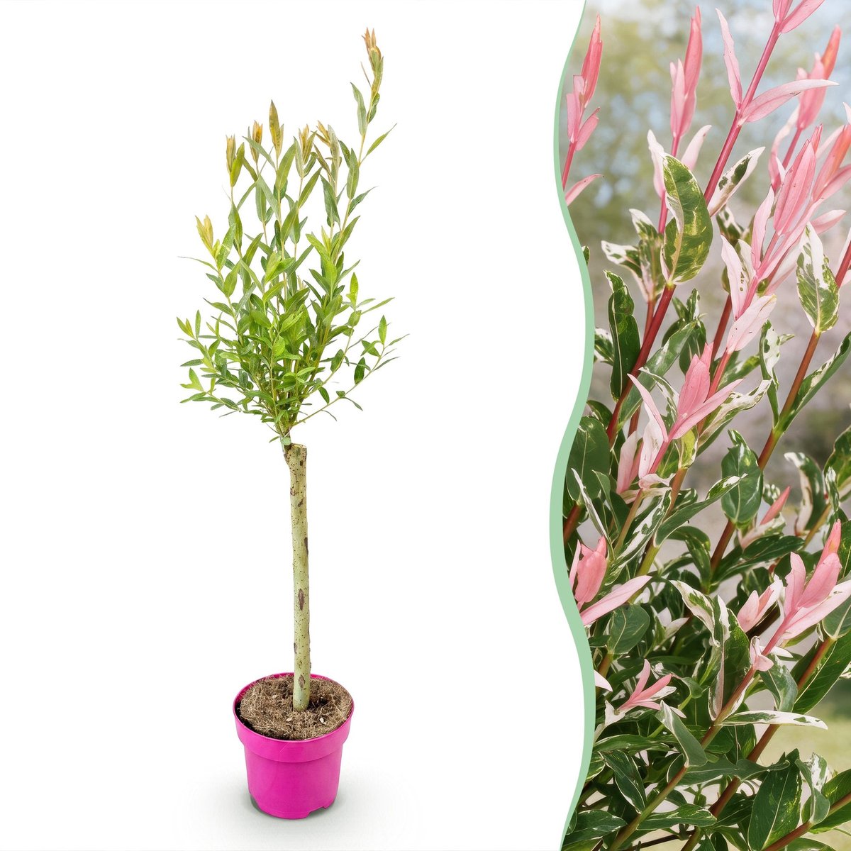 Green boutiQ - Salix Flamingo - Flamingo wilg - Bont Roze - Boom - Ø17cm - 70-80cm